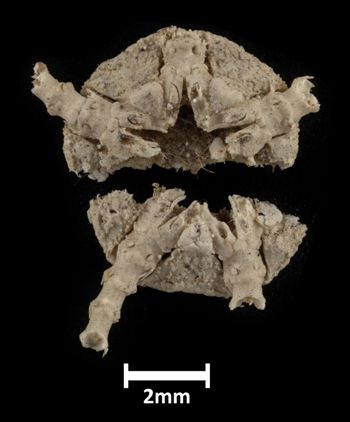 Media type: image;   Invertebrate Zoology OPH-247 Description: Bottom of brittle star with mouth visible. Specimen in 2 pieces.;  Aspect: ventral